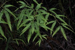 Gleichenella pectinata