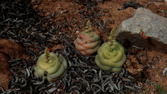 Crassula hemisphaerica