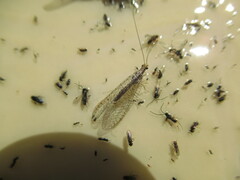 Eremochrysa punctinervis