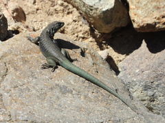 Liolaemus chillanensis