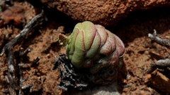 Crassula hemisphaerica