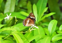 Hypolimnas bolina nerina