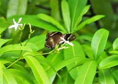 Hypolimnas bolina nerina