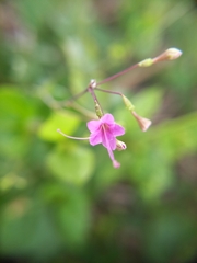 Commicarpus tuberosus