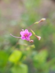 Commicarpus tuberosus