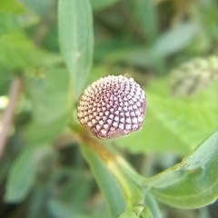 Spilanthes leiocarpa