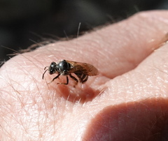 Lasioglossum sisymbrii