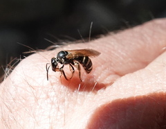 Lasioglossum sisymbrii