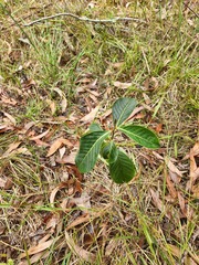 Glochidion sumatranum