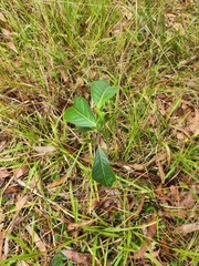 Glochidion sumatranum