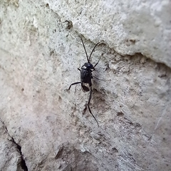 Evania appendigaster