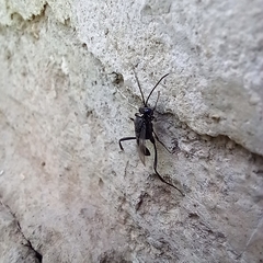 Evania appendigaster