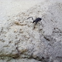 Evania appendigaster