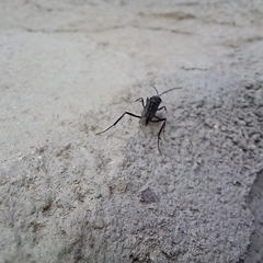 Evania appendigaster