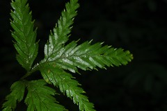 Selaginella parkeri