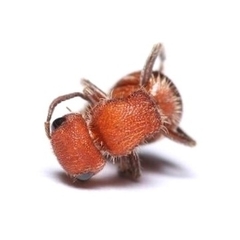 Pseudomethoca simillima