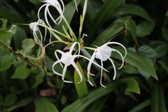 Hymenocallis littoralis