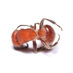 Pseudomethoca simillima