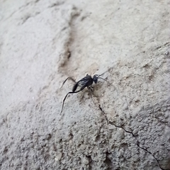 Evania appendigaster