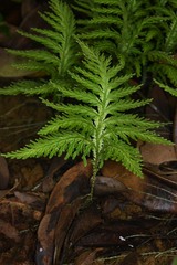 Selaginella radiata