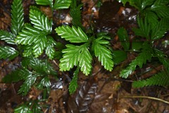 Selaginella parkeri