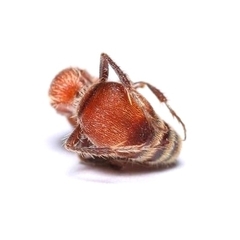 Pseudomethoca simillima