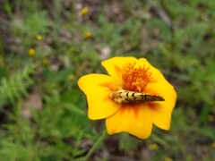Chrysoecia dela