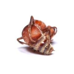 Pseudomethoca simillima