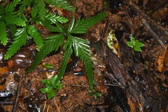 Selaginella parkeri
