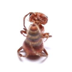 Pseudomethoca simillima