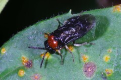 Eutomostethus ephippium
