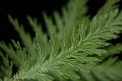 Selaginella radiata
