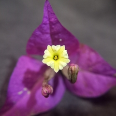 Bougainvillea spectabilis