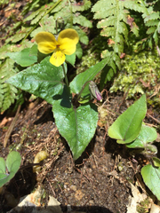 Viola pubescens