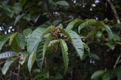 Vismia sessilifolia