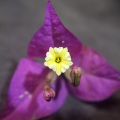 Bougainvillea spectabilis