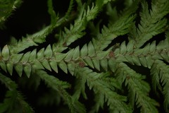 Selaginella radiata