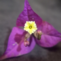 Bougainvillea spectabilis