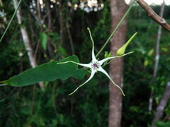 Oxypetalum mosenii