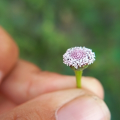 Spilanthes leiocarpa