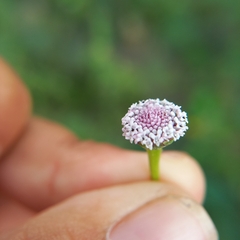Spilanthes leiocarpa