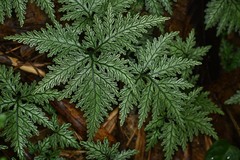 Selaginella radiata