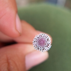 Spilanthes leiocarpa