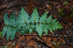 Selaginella willdenowii