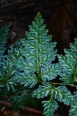Selaginella willdenowii