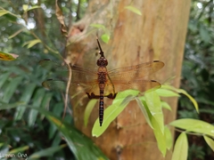 Hydrobasileus croceus