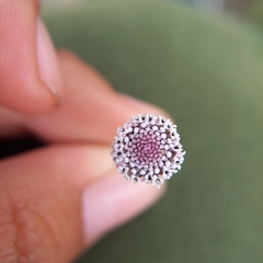 Spilanthes leiocarpa