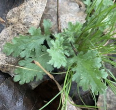 Glandularia gooddingii