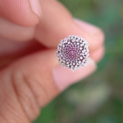 Spilanthes leiocarpa