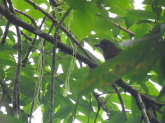 Chlorothraupis stolzmanni